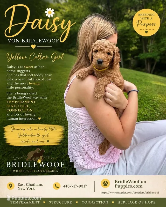 Daisy von BridleWoof  – Goldendoodle puppy for sale in East Chatham, NY