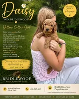 Daisy von BridleWoof , a male Goldendoodle for sale in East Chatham, NY – 1 of 1