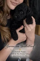 Yarrow von BridleWoof , a female Goldendoodle for sale in East Otis, MA – 3 of 5