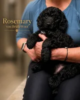Rosemary von BridleWoof , a female Goldendoodle for sale in East Otis, MA – 2 of 7