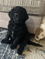 Rosemary von BridleWoof , a female Goldendoodle for sale in East Otis, MA – 5 of 7