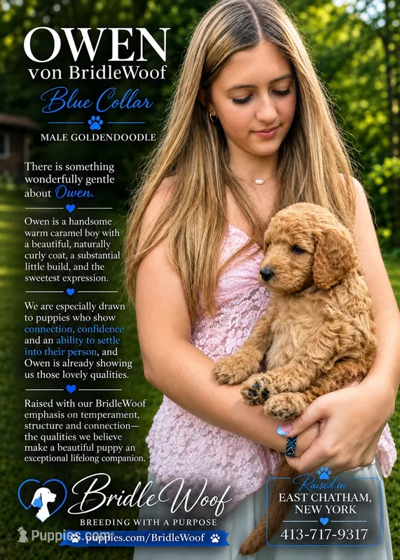 Sophie von BridleWoof  – Goldendoodle puppy for sale in East Chatham, NY