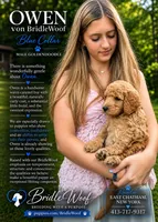 Sophie von BridleWoof , a female Goldendoodle for sale in East Chatham, NY – 1 of 1