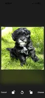 TangoWool Bugle Boy, a male Australian Labradoodle for sale in East Otis, MA – 2 of 3