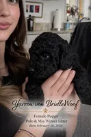 Yarrow von BridleWoof , a female Goldendoodle for sale in East Otis, MA – 4 of 5