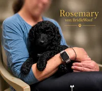 Rosemary von BridleWoof , a female Goldendoodle for sale in East Otis, MA – 4 of 7