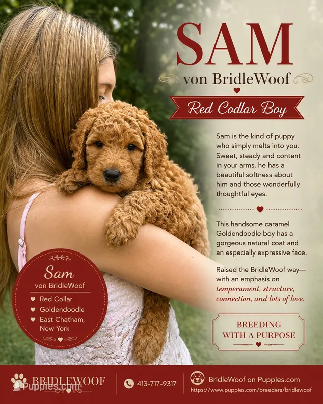 Sam von BridleWoof  – Goldendoodle puppy for sale in East Chatham, NY