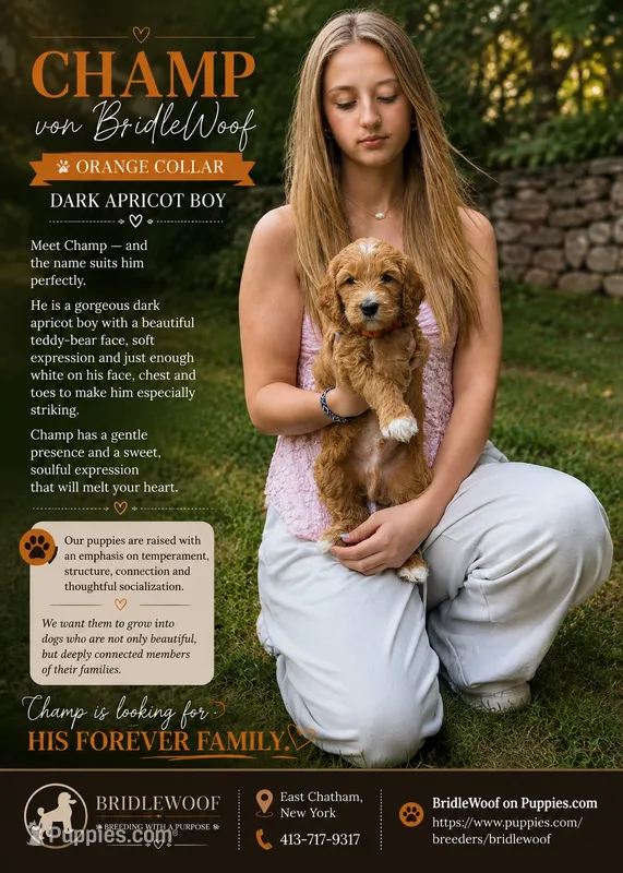 Champ von BridleWoof  – Goldendoodle puppy for sale in East Chatham, NY