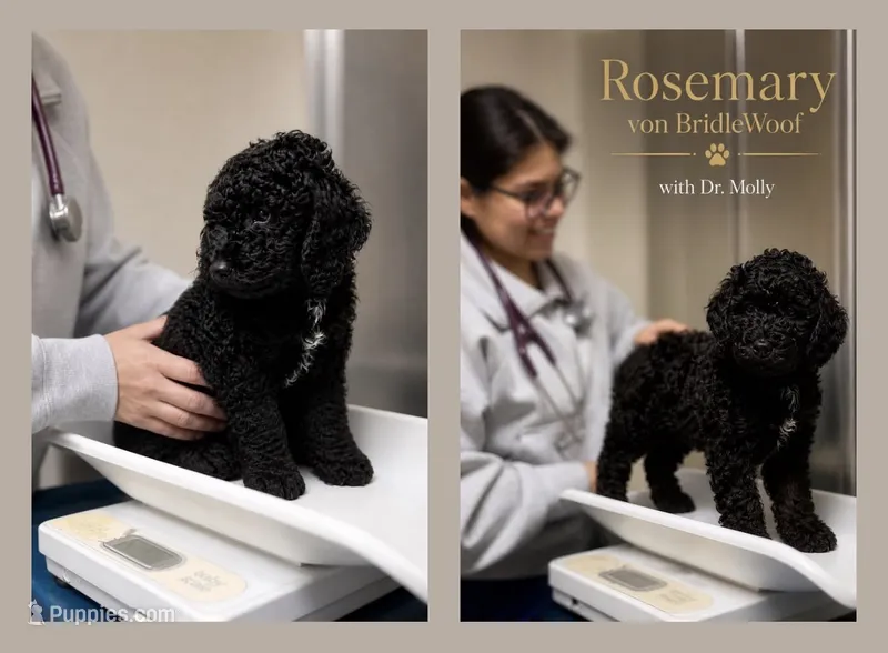 Rosemary von BridleWoof  – Goldendoodle puppy for sale in East Otis, MA