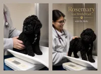 Rosemary von BridleWoof , a female Goldendoodle for sale in East Otis, MA – 1 of 7