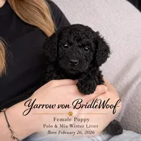 Yarrow von BridleWoof , a female Goldendoodle for sale in East Otis, MA – 2 of 5