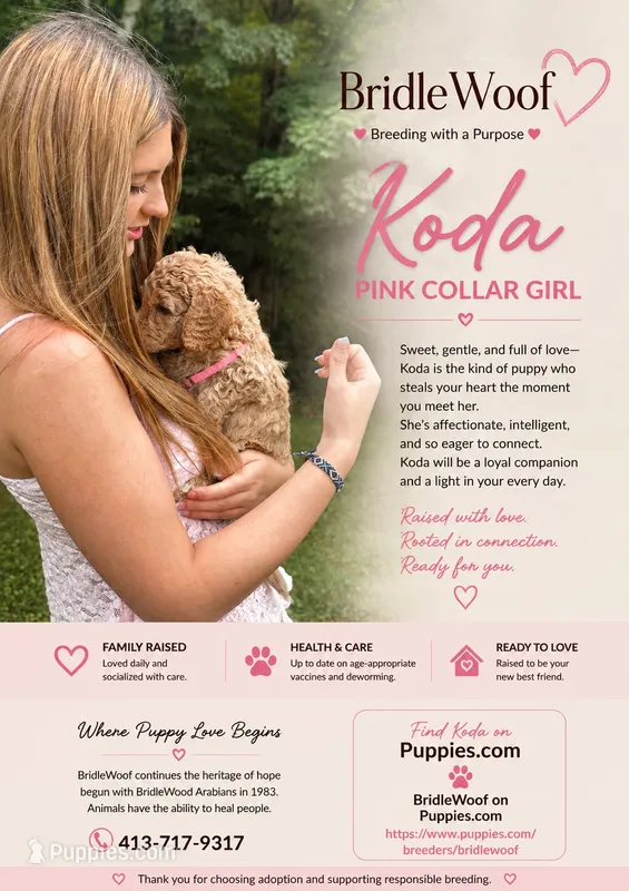 Koda von  BridleWoof  – Goldendoodle puppy for sale in East Chatham, NY