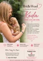 Koda von  BridleWoof , a female Goldendoodle for sale in East Chatham, NY – 1 of 1