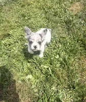 Fluffy, a male French Bulldog for sale in Salem, OR – 5 of 8