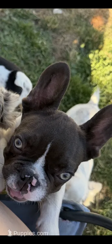 Chocolate  – French Bulldog puppy for sale in Salem, OR