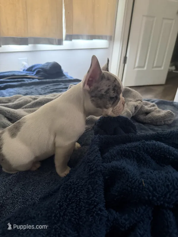 Speck – French Bulldog puppy for sale in Salem, OR