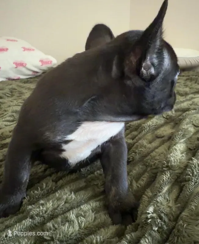 Mister  – French Bulldog puppy for sale in Salem, OR