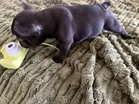 Mister , a male French Bulldog for sale in Salem, OR – 3 of 6