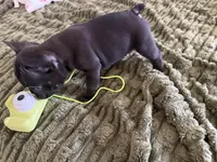 Mister , a male French Bulldog for sale in Salem, OR – 6 of 6