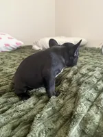 Mister , a male French Bulldog for sale in Salem, OR – 5 of 6