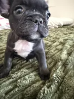 Mister , a male French Bulldog for sale in Salem, OR – 2 of 6