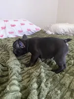 Mister , a male French Bulldog for sale in Salem, OR – 4 of 6