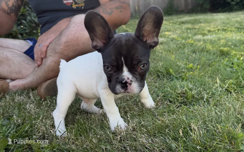 Chocolate  – French Bulldog puppy for sale in Salem, OR