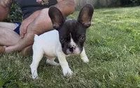Chocolate , a male French Bulldog for sale in Salem, OR – 3 of 8