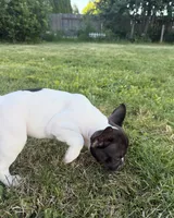 Chocolate , a male French Bulldog for sale in Salem, OR – 8 of 8