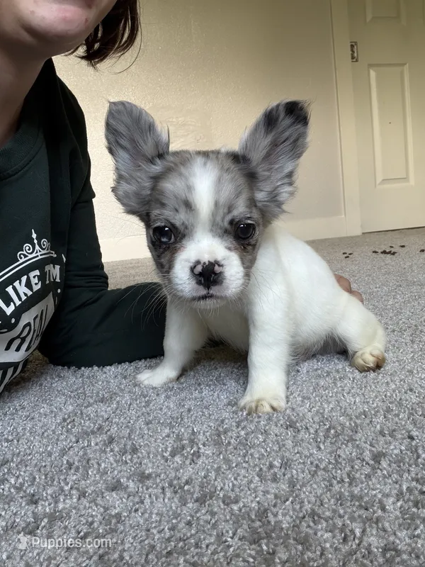 Fluffy – French Bulldog puppy for sale in Salem, OR