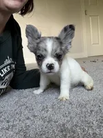 Fluffy, a male French Bulldog for sale in Salem, OR – 1 of 8