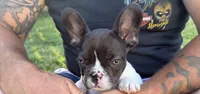 Chocolate , a male French Bulldog for sale in Salem, OR – 2 of 8