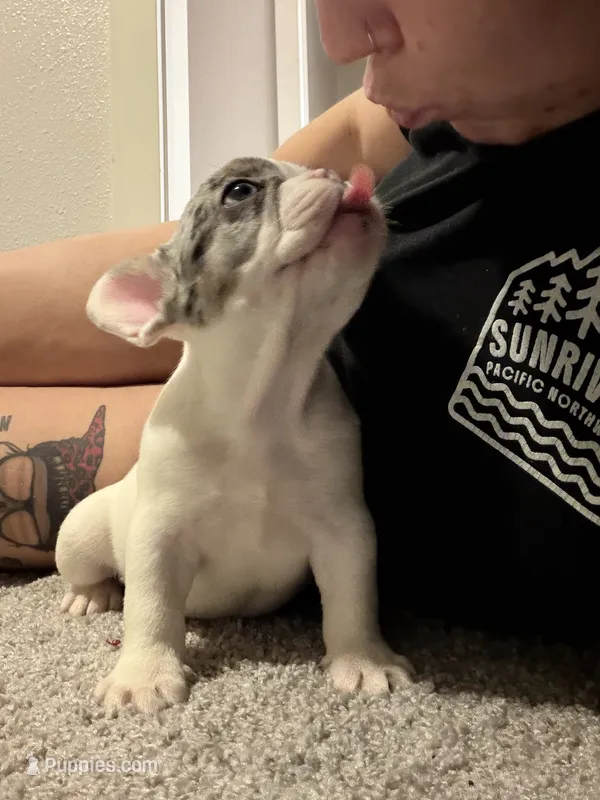 Speck – French Bulldog puppy for sale in Salem, OR