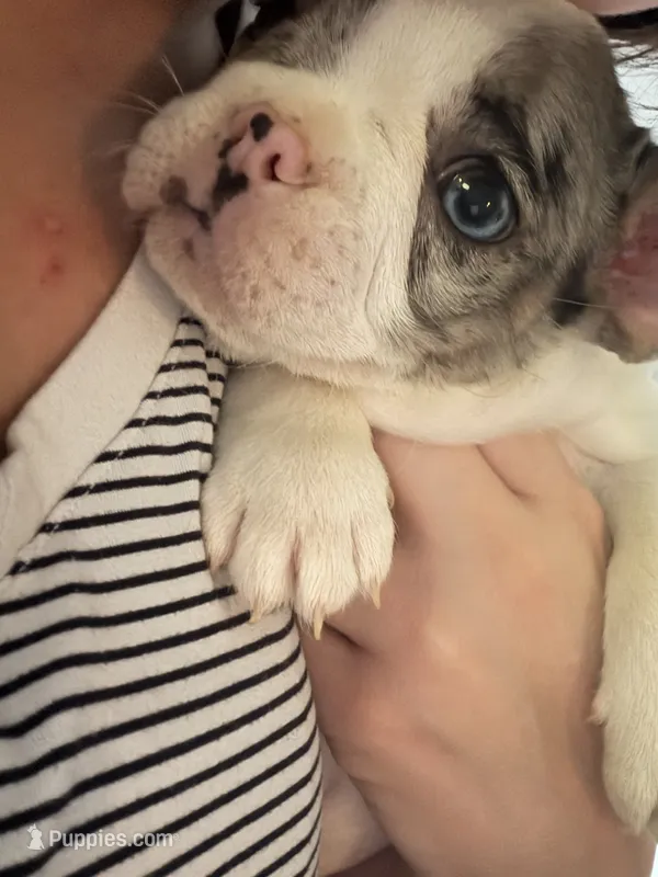 Speck, a male French Bulldog for sale in Salem, OR – 1 of 5