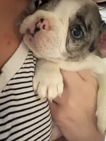 Speck, a male French Bulldog for sale in Salem, OR – 1 of 5