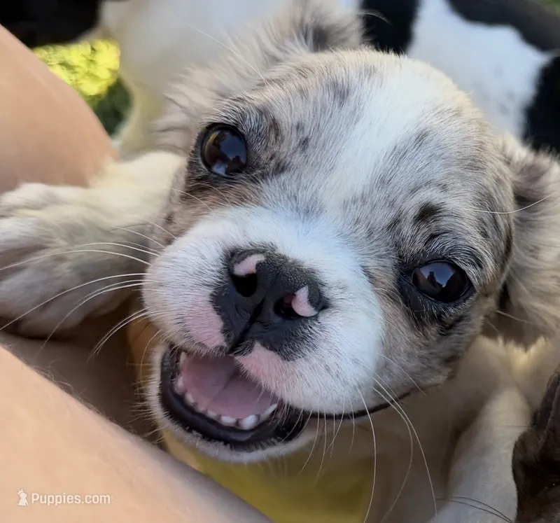 Fluffy – French Bulldog puppy for sale in Salem, OR