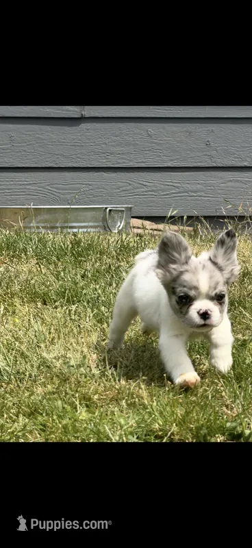 Fluffy – French Bulldog puppy for sale in Salem, OR