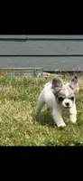Fluffy, a male French Bulldog for sale in Salem, OR – 2 of 8