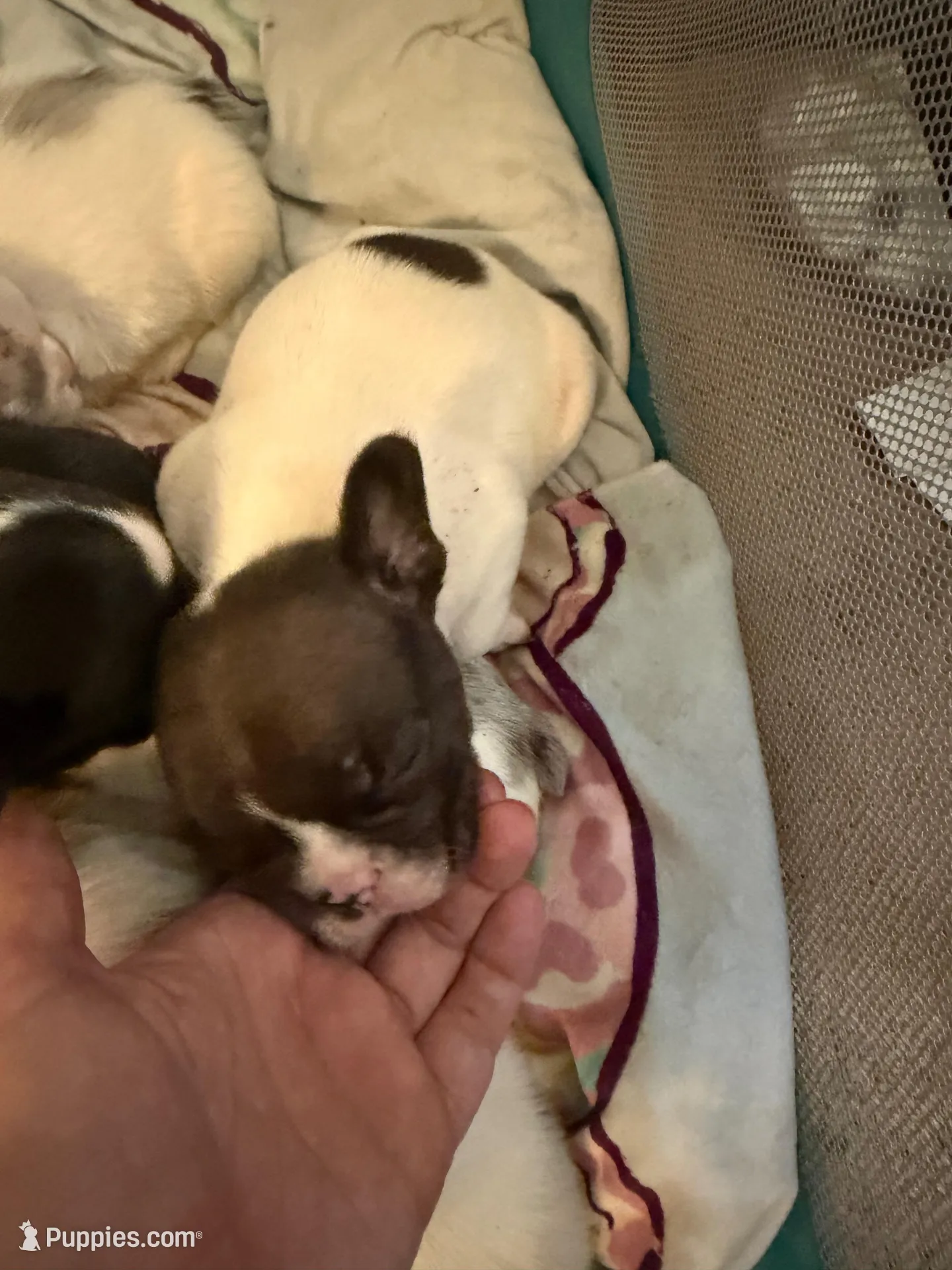 5 week old pup , a male French Bulldog for sale in Salem, OR – Photo 2 of 4