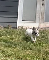 Fluffy, a male French Bulldog for sale in Salem, OR – 6 of 8