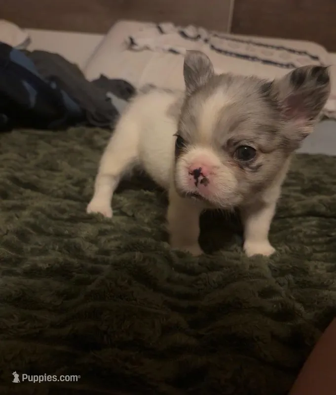 Fluffy – French Bulldog puppy for sale in Salem, OR