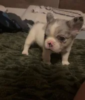 Fluffy, a male French Bulldog for sale in Salem, OR – Photo 1 of 2