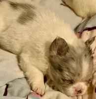 Fluffy, a male French Bulldog for sale in Salem, OR – Photo 2 of 2