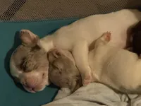 Speck, a male French Bulldog for sale in Salem, OR – 5 of 5