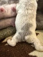 Speck, a male French Bulldog for sale in Salem, OR – 4 of 5