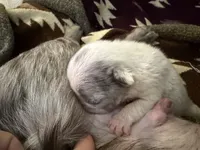 Speck, a male French Bulldog for sale in Salem, OR – 2 of 5