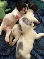 Speck, a male French Bulldog for sale in Salem, OR – 3 of 5