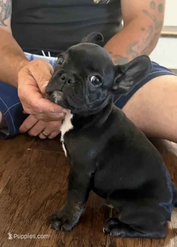 Mister  – French Bulldog puppy for sale in Salem, OR