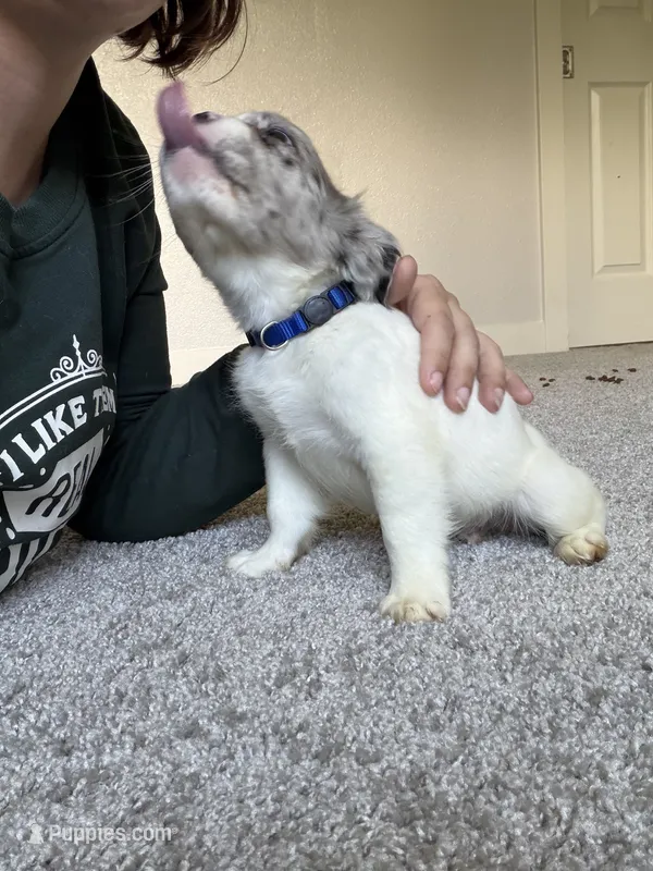 Fluffy – French Bulldog puppy for sale in Salem, OR