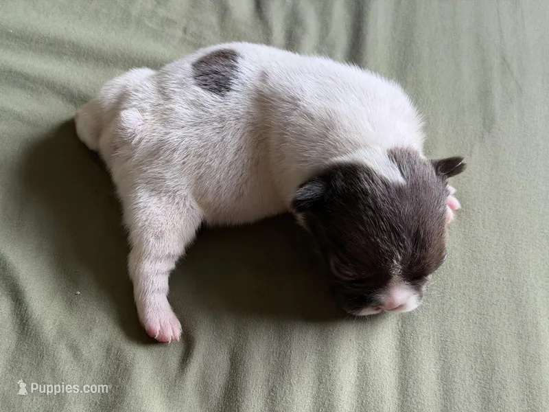 5 week old pup  – French Bulldog puppy for sale in Salem, OR